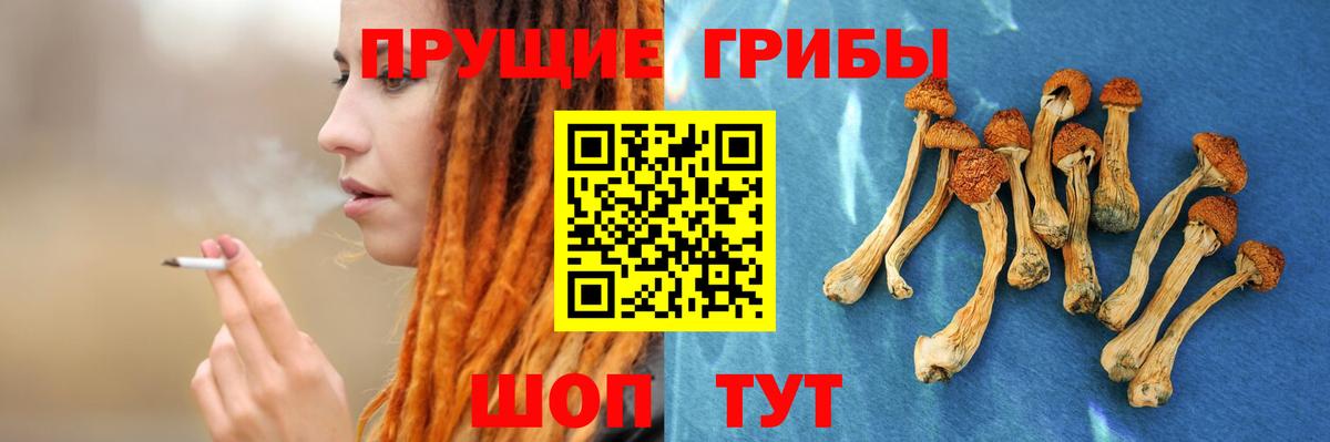 Галлюциногенные грибы мицелий  купить   Вход с VPN  Фрязино  Псилоцибиновые грибы прущие грибы 